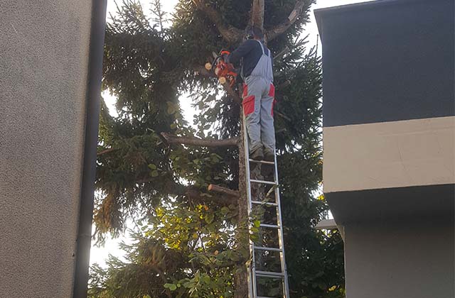 Rušenje drveća rezanje grana